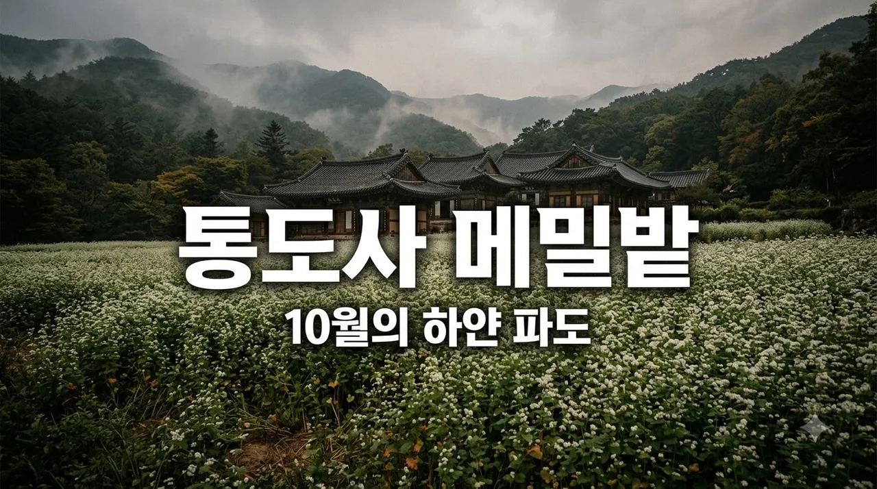 통도사 메밀밭 10월 개화 시기 및 주차 팁: 양산 가을 여행 완벽 가이드